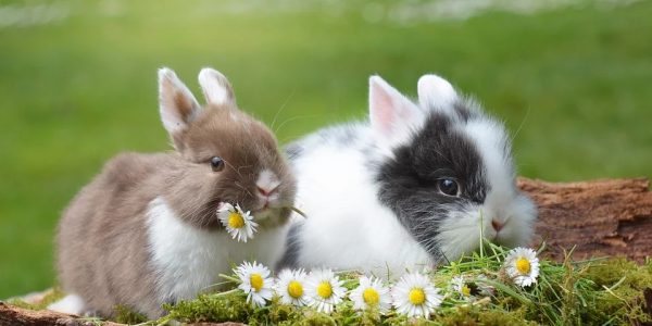 co jedzą króliki miniaturki?