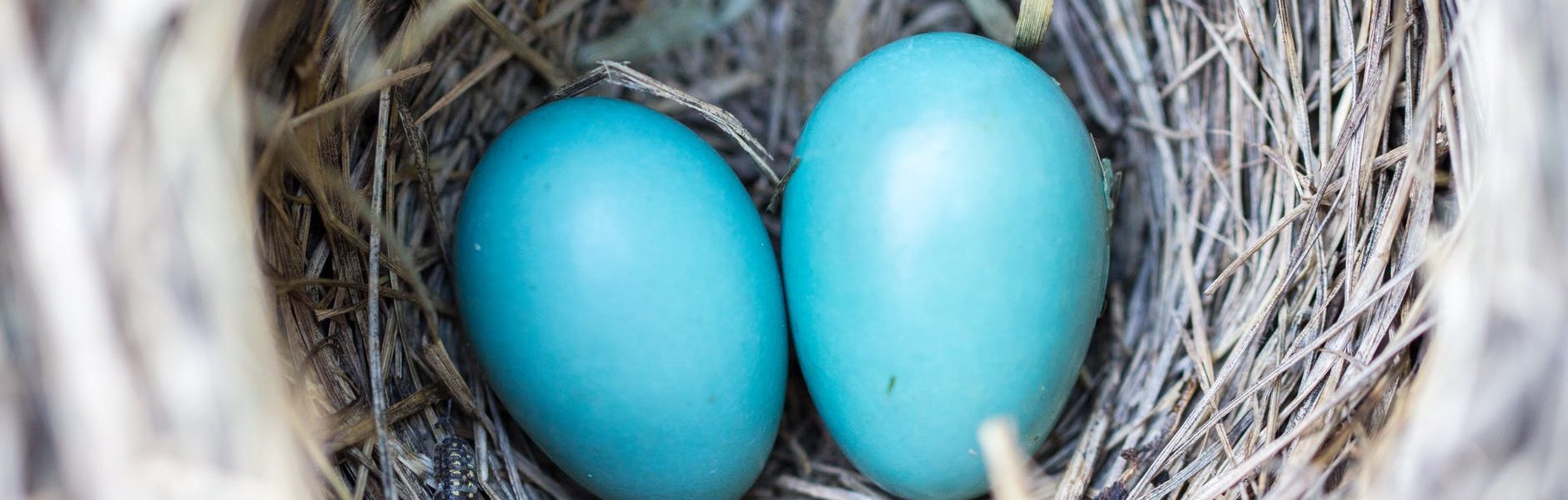 jakie ptaki składają niebieskie jaja