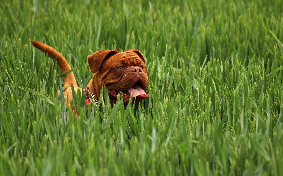 dlaczego pies je trawę?