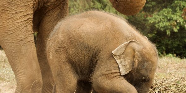 Ciąża u słonia