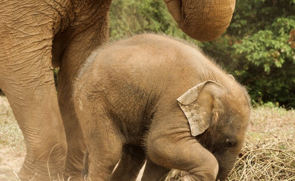 Ciąża u słonia
