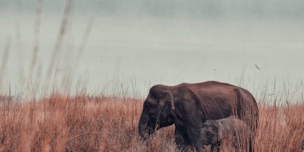 Ile waży słoń?