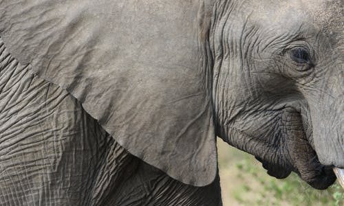 ile żyją słonie?