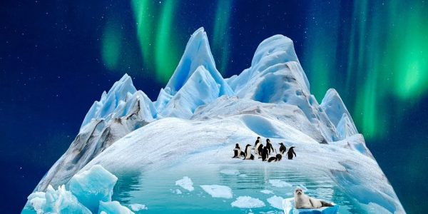 jakie zwierzęta żyją na antarktydzie