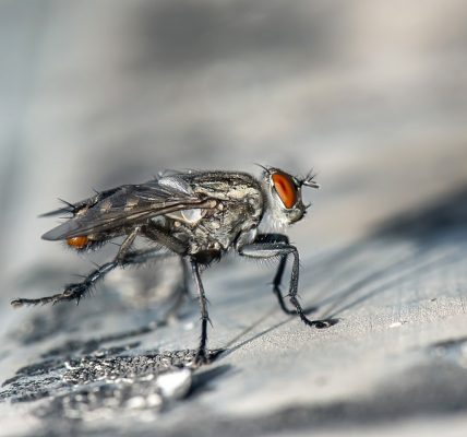 ile żyje mucha?
