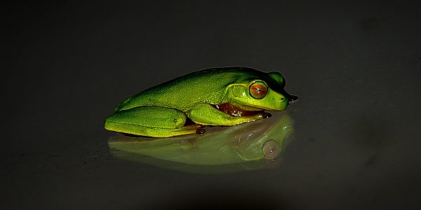czy żaba zapada w sen zimowy