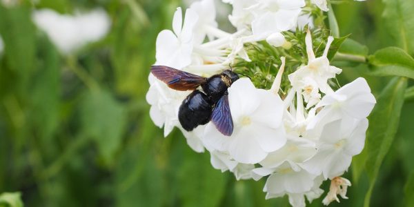 czarna pszczoła w Polsce
