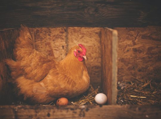 co było pierwsze jajko czy kura?