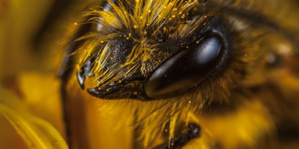 Jak długo żyje pszczoła?