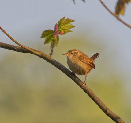 Małe ptaki w Polsce